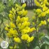 'BAPTISIA 'AMERICAN GOLDFINCH'®' 2 'BAPTISIA 'AMERICAN GOLDFINCH'®' -Planter Salgsbutik Baptisia20American20Goldfinch