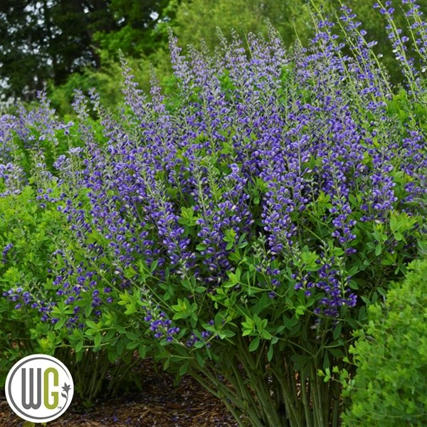 'BAPTISIA 'BLUEBERRY SUNDAE'®' 3 'BAPTISIA 'BLUEBERRY SUNDAE'®'