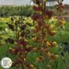 'BAPTISIA 'CHERRIES JUBILEE'®' 1 'BAPTISIA 'CHERRIES JUBILEE'®' -Planter Salgsbutik Baptisia20Cherries20Jubilee