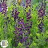 'BAPTISIA 'GRAPE TAFFY'®' -Planter Salgsbutik Baptisia20Grape20Taffy