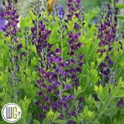 'BAPTISIA 'GRAPE TAFFY'®'