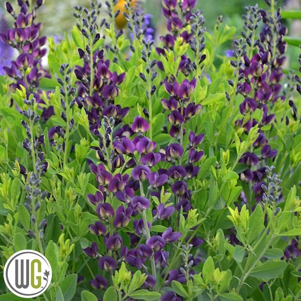 'BAPTISIA 'GRAPE TAFFY'®' 3 'BAPTISIA 'GRAPE TAFFY'®'