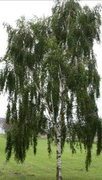 Hængebirk Pendula ‘Bøghs’ 150-175 3 Hængebirk Pendula ‘Bøghs’ 150-175