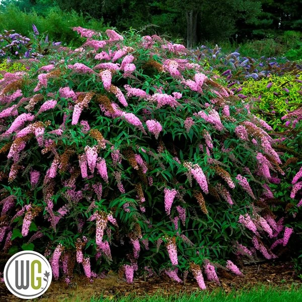 Sommerfuglebusk 'Pink Cascade` ® 3 Sommerfuglebusk 'Pink Cascade` ®