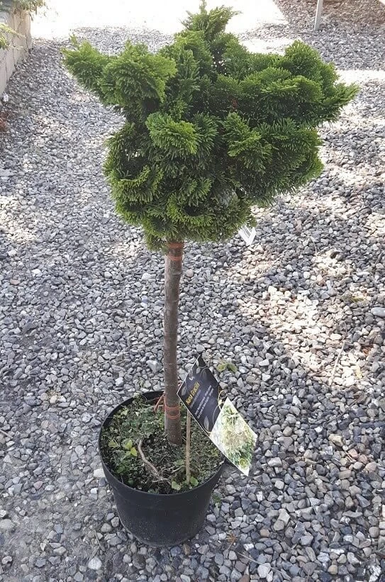 Opsatammet Chamaecyparis 3 Opsatammet Chamaecyparis