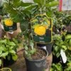 Citrontræ `Juno Yuzu` -Planter Salgsbutik Citron20trae20Yuzu