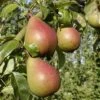 Pære 'Clapps Favorite' -Planter Salgsbutik Clapps20Favorite