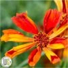 'COREOPSIS 'CRAZY CAYENNE'®' 1 'COREOPSIS 'CRAZY CAYENNE'®' -Planter Salgsbutik Coreopsis20Crazy20Cayenne