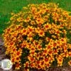 'COREOPSIS 'CURRY UP'®' -Planter Salgsbutik Coreopsis20Curry20Up
