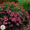 'COREOPSIS 'ZESTY ZINGER'®' -Planter Salgsbutik Coreopsis20Zesty20Zinger
