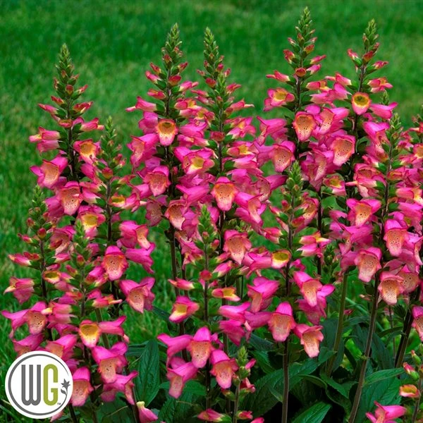 DIGIPLEXIS® 'BERRY CANARY''