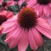 ECHINACEA 'CORAL CRAZE'®' -Planter Salgsbutik ECHINACEA20CORAL20CRAZE