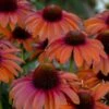 ECHINACEA 'ORANGE YOU AWESOME'®' -Planter Salgsbutik ECHINACEA20ORANGE20YOU20AWESOME