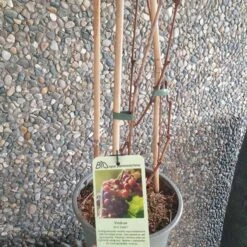 Kernefri Vinplante - 'Einset'