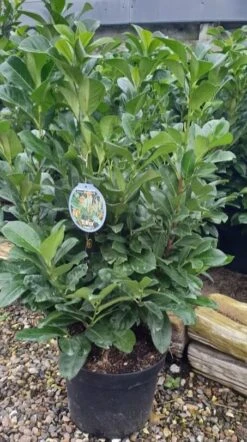 LAURBÆRKIRSEBÆR 'ETNA'® (N) 10 Ltr.