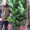 Violinfigen - Ficus Lyrata 180cm -Planter Salgsbutik Ficus20Lyrata20180cm