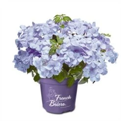 Hortensia `French Bolero` Blå/lilla