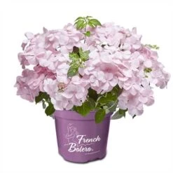 Hortensia `French Bolero`