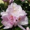 Rhododendron GOMER WATERER -Planter Salgsbutik Gomer
