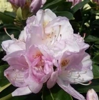 Rhododendron GOMER WATERER 3 Rhododendron GOMER WATERER