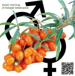 Havtorn 'Leikora + Pollimix"