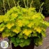 Alunrod `Lemon Love` 1 Alunrod `Lemon Love` -Planter Salgsbutik Heuchera Lemon Love gxplant 335x335
