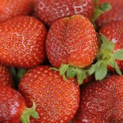 Jordbærplante `Honeoye` 6 Stk.