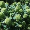 Hortensia `Lime Rickey` -Planter Salgsbutik Hortensia20mors20dag
