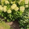Syrenhortensia 'LIMELIGHT'® 2 Syrenhortensia 'LIMELIGHT'® -Planter Salgsbutik Hyd20Limelight