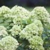 Syrenhortensia 'LITTLE LIME'® JANE 2 Syrenhortensia 'LITTLE LIME'® JANE -Planter Salgsbutik Hyd20little20lime