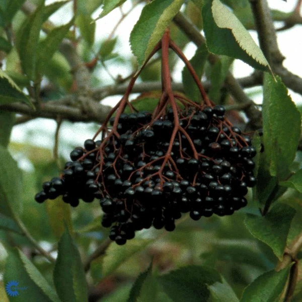 Hyld 'Samyl' 3 Hyld 'Samyl'