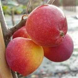 Paradisæbletræ 'Hyslop' 3 Paradisæbletræ 'Hyslop'