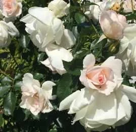 Inger Forever TM Plant'n' Relax® 3 Inger Forever TM Plant'n' Relax®