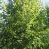 Småbladet Lind - Tilia Cordata 'Greenspire' SHOK 12-14 -Planter Salgsbutik Kejserlind