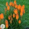 KNIPHOFIA 'ORANGE BLAZE'®' 2 KNIPHOFIA 'ORANGE BLAZE'®' -Planter Salgsbutik Kniphofia20Orange20Blaze