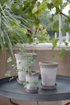 Københavner Rosenpotte