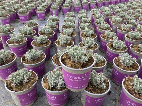 Lavendel `Essence Purple` 3 Lavendel `Essence Purple`