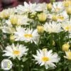 LEUCANTHEMUM 'SPOONFUL OF SUGAR'®' 1 LEUCANTHEMUM 'SPOONFUL OF SUGAR'®' -Planter Salgsbutik Leucanthemum20Spoonful20of20Sugar