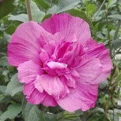 Syrisk Rose "Magenta Chiffon"