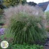 MISCANTHUS 'AUTUMN ANTHEM'®' -Planter Salgsbutik Miscanthus20Autumn20Anthem