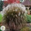 Elefantgræs `Oktoberfest`® -Planter Salgsbutik Miscanthus20Oktoberfest