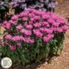 MONARDA 'BUBBLEGUM BLAST'®' -Planter Salgsbutik Monarda20Bubblegum20Blast