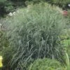 PANICUM 'BLUE FOUNTAIN' (R)' 1 PANICUM 'BLUE FOUNTAIN' (R)' -Planter Salgsbutik PANICUM20BLUE20FOUNTAIN