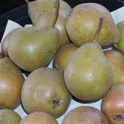 Pære 'Gråpære' 3 Pære 'Gråpære'