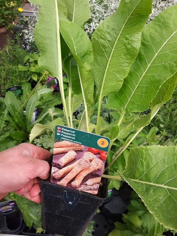 Peberrod 1 L Potte 3 Peberrod 1 L Potte