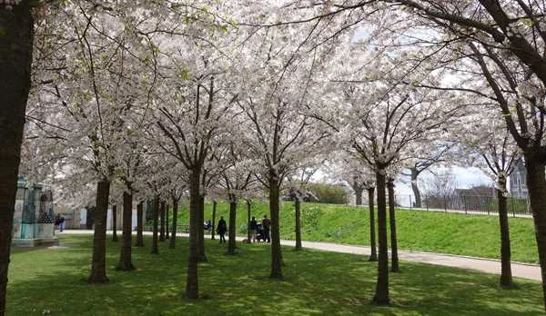 Yoshino-Kirsebær SHOK 10-12 3 Yoshino-Kirsebær SHOK 10-12