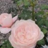 Rose Queen Of Sweden -Planter Salgsbutik Quuen20of