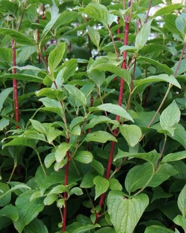 Rød Kornel 50-80 Cm 3 Rød Kornel 50-80 Cm