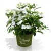 Hortensia Runaway Bride ® 2 Hortensia Runaway Bride ® -Planter Salgsbutik Runaway Bride hortensia