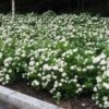 Birkebladet Spiraea 20-40 Cm -Planter Salgsbutik SPIRAEA20BETULIFOLIA